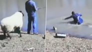 Viral Video: मछली पकड़ रहा था शख्स तभी पीछे से आकर भेड़ ने मारी जोरदार टक्कर, हैरान कर देगा यह वीडियो
